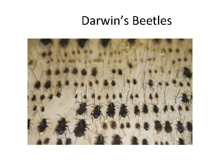 Darwin’s Beetles 