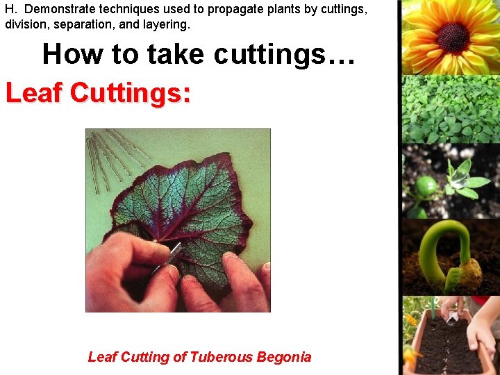 H. Demonstrate techniques used to propagate plants by cuttings, division, separation, and layering. How