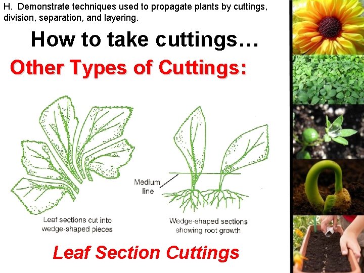 H. Demonstrate techniques used to propagate plants by cuttings, division, separation, and layering. How