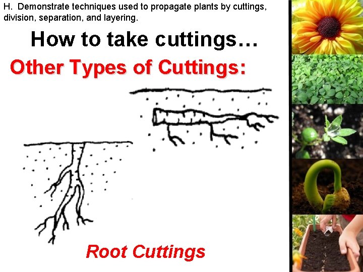 H. Demonstrate techniques used to propagate plants by cuttings, division, separation, and layering. How