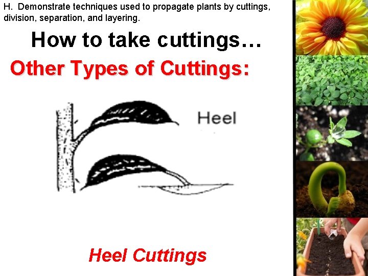 H. Demonstrate techniques used to propagate plants by cuttings, division, separation, and layering. How