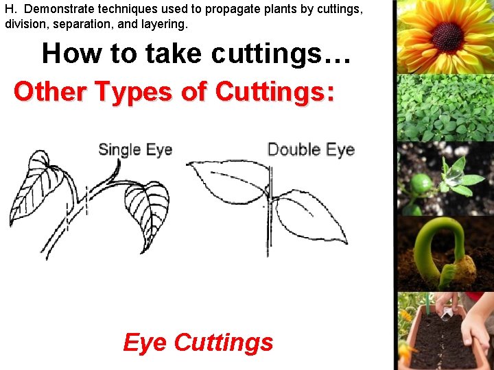 H. Demonstrate techniques used to propagate plants by cuttings, division, separation, and layering. How
