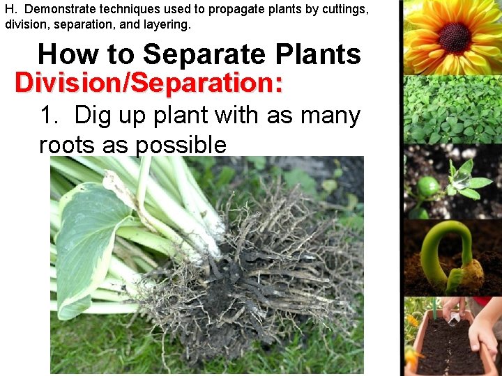 H. Demonstrate techniques used to propagate plants by cuttings, division, separation, and layering. How