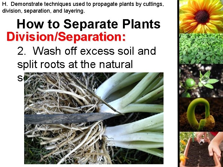 H. Demonstrate techniques used to propagate plants by cuttings, division, separation, and layering. How