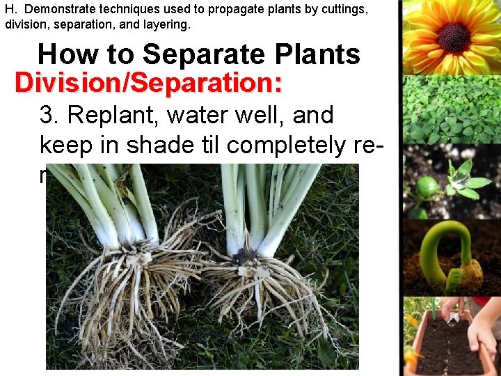 H. Demonstrate techniques used to propagate plants by cuttings, division, separation, and layering. How