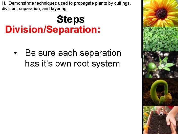 H. Demonstrate techniques used to propagate plants by cuttings, division, separation, and layering. Steps
