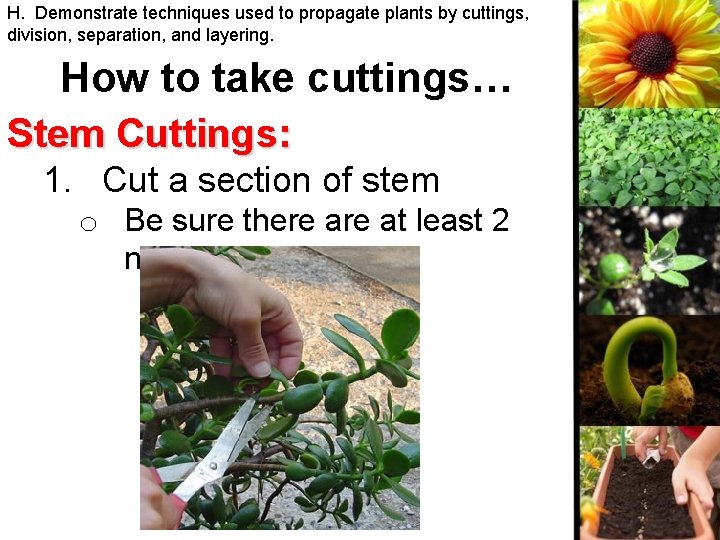 H. Demonstrate techniques used to propagate plants by cuttings, division, separation, and layering. How