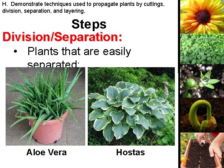 H. Demonstrate techniques used to propagate plants by cuttings, division, separation, and layering. Steps