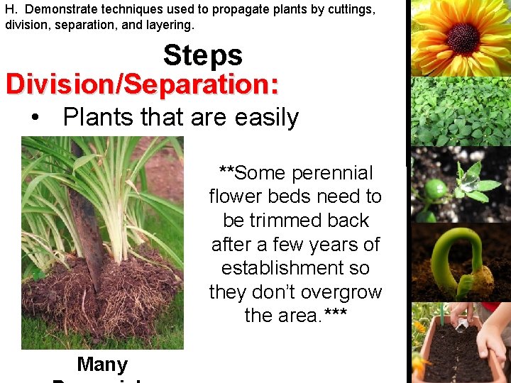 H. Demonstrate techniques used to propagate plants by cuttings, division, separation, and layering. Steps