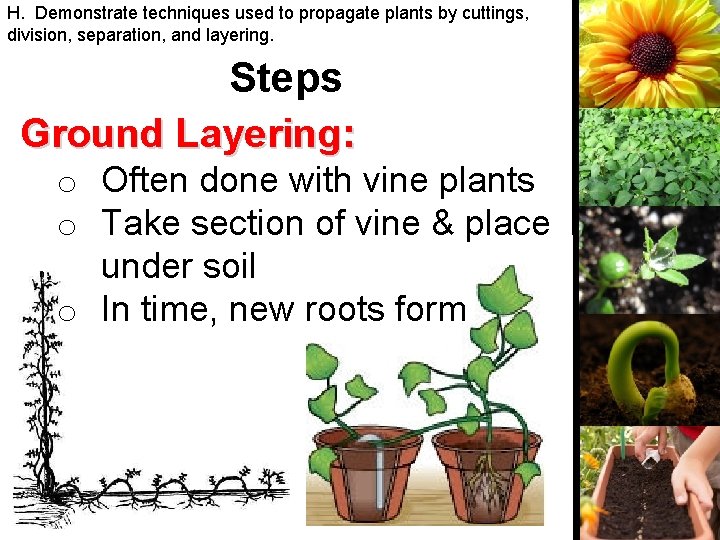 H. Demonstrate techniques used to propagate plants by cuttings, division, separation, and layering. Steps