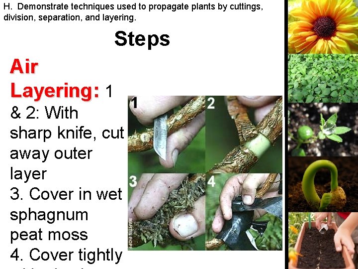 H. Demonstrate techniques used to propagate plants by cuttings, division, separation, and layering. Steps