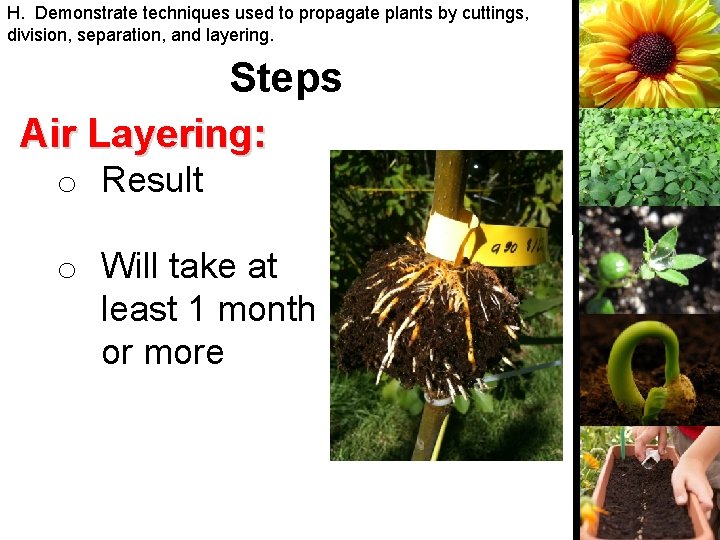 H. Demonstrate techniques used to propagate plants by cuttings, division, separation, and layering. Steps