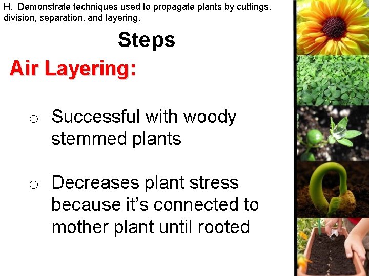 H. Demonstrate techniques used to propagate plants by cuttings, division, separation, and layering. Steps