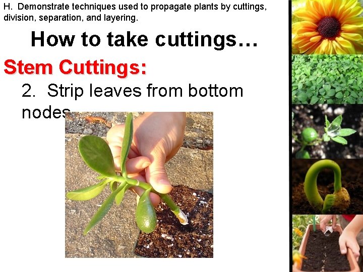 H. Demonstrate techniques used to propagate plants by cuttings, division, separation, and layering. How
