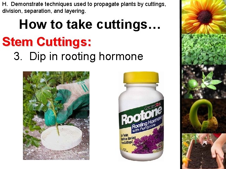 H. Demonstrate techniques used to propagate plants by cuttings, division, separation, and layering. How