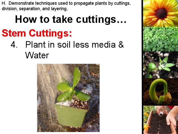 H. Demonstrate techniques used to propagate plants by cuttings, division, separation, and layering. How