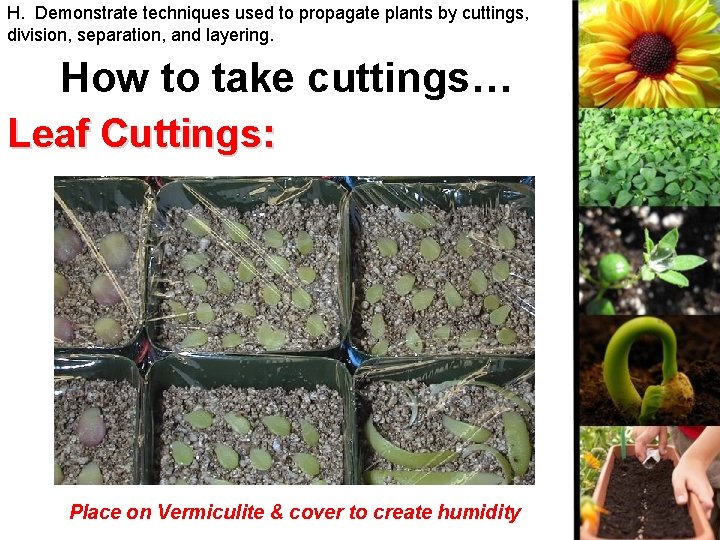 H. Demonstrate techniques used to propagate plants by cuttings, division, separation, and layering. How