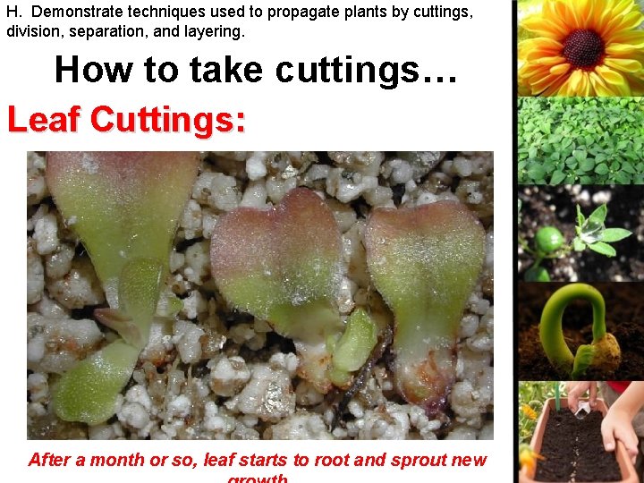 H. Demonstrate techniques used to propagate plants by cuttings, division, separation, and layering. How