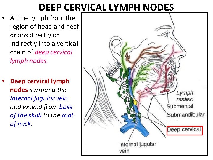 DEEP CERVICAL LYMPH NODES • All the lymph from the region of head and DEEP CERVICAL LYMPH NODES • All the lymph from the region of head and
