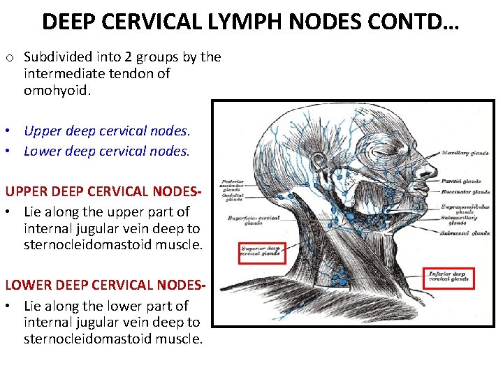 DEEP CERVICAL LYMPH NODES CONTD… o Subdivided into 2 groups by the intermediate tendon DEEP CERVICAL LYMPH NODES CONTD… o Subdivided into 2 groups by the intermediate tendon