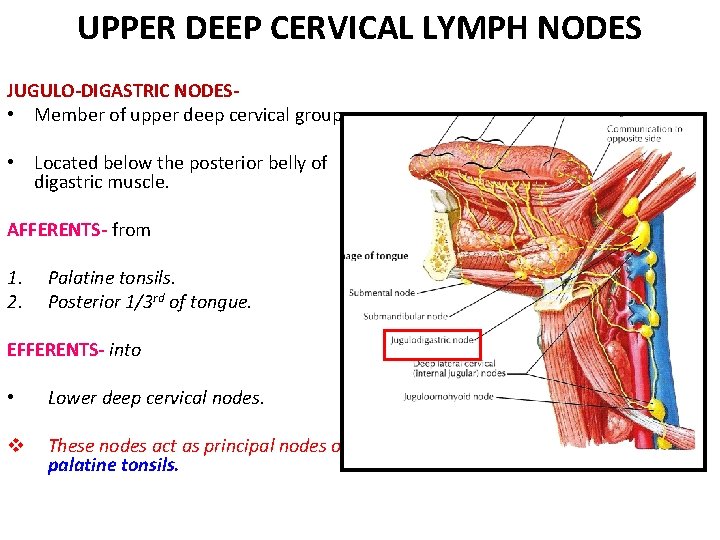 UPPER DEEP CERVICAL LYMPH NODES JUGULO-DIGASTRIC NODES • Member of upper deep cervical group. UPPER DEEP CERVICAL LYMPH NODES JUGULO-DIGASTRIC NODES • Member of upper deep cervical group.
