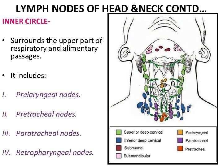 LYMPH NODES OF HEAD &NECK CONTD… INNER CIRCLE- • Surrounds the upper part of LYMPH NODES OF HEAD &NECK CONTD… INNER CIRCLE- • Surrounds the upper part of
