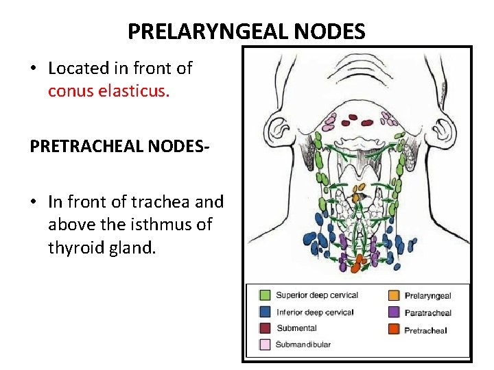 PRELARYNGEAL NODES • Located in front of conus elasticus. PRETRACHEAL NODES- • In front PRELARYNGEAL NODES • Located in front of conus elasticus. PRETRACHEAL NODES- • In front