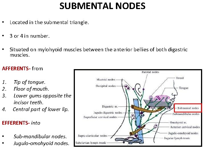 SUBMENTAL NODES • Located in the submental triangle. • 3 or 4 in number. SUBMENTAL NODES • Located in the submental triangle. • 3 or 4 in number.