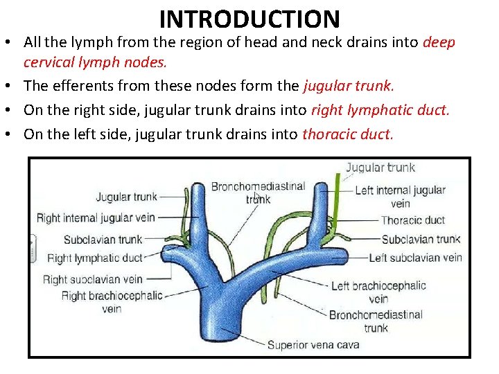INTRODUCTION • All the lymph from the region of head and neck drains into INTRODUCTION • All the lymph from the region of head and neck drains into