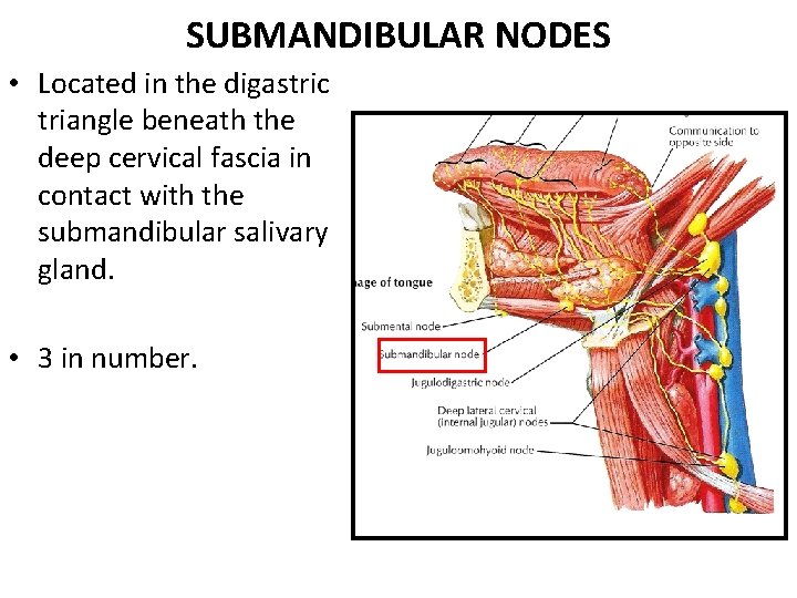 SUBMANDIBULAR NODES • Located in the digastric triangle beneath the deep cervical fascia in SUBMANDIBULAR NODES • Located in the digastric triangle beneath the deep cervical fascia in