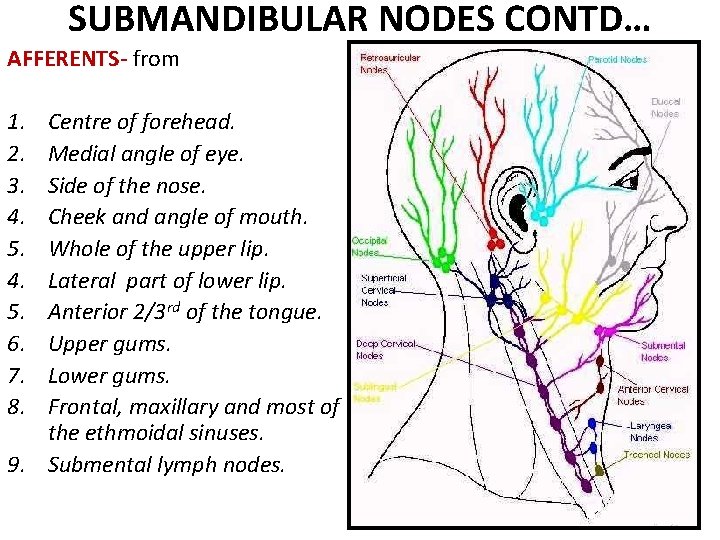 SUBMANDIBULAR NODES CONTD… AFFERENTS- from 1. 2. 3. 4. 5. 6. 7. 8. Centre SUBMANDIBULAR NODES CONTD… AFFERENTS- from 1. 2. 3. 4. 5. 6. 7. 8. Centre