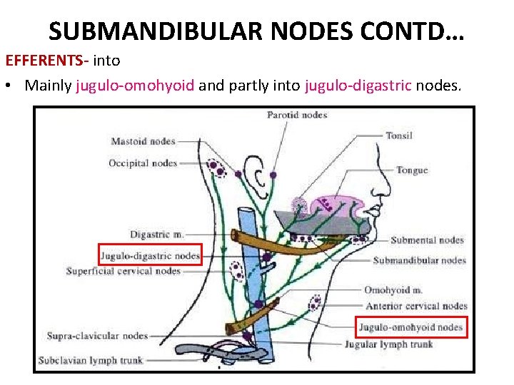 SUBMANDIBULAR NODES CONTD… EFFERENTS- into • Mainly jugulo-omohyoid and partly into jugulo-digastric nodes. SUBMANDIBULAR NODES CONTD… EFFERENTS- into • Mainly jugulo-omohyoid and partly into jugulo-digastric nodes.