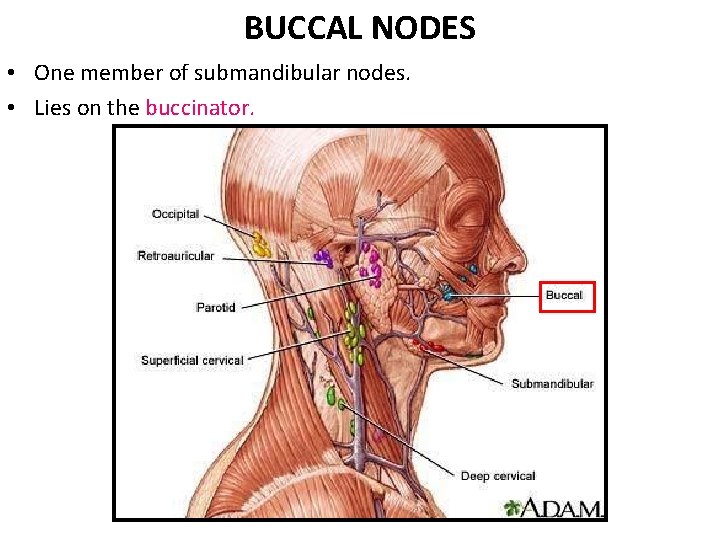 BUCCAL NODES • One member of submandibular nodes. • Lies on the buccinator. BUCCAL NODES • One member of submandibular nodes. • Lies on the buccinator.