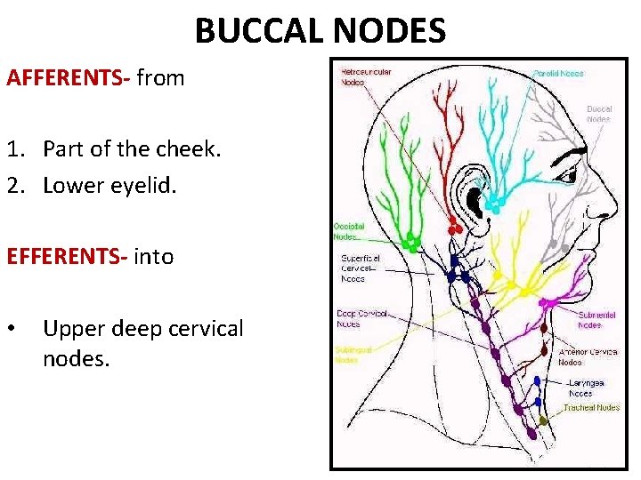 BUCCAL NODES AFFERENTS- from 1. Part of the cheek. 2. Lower eyelid. EFFERENTS- into BUCCAL NODES AFFERENTS- from 1. Part of the cheek. 2. Lower eyelid. EFFERENTS- into