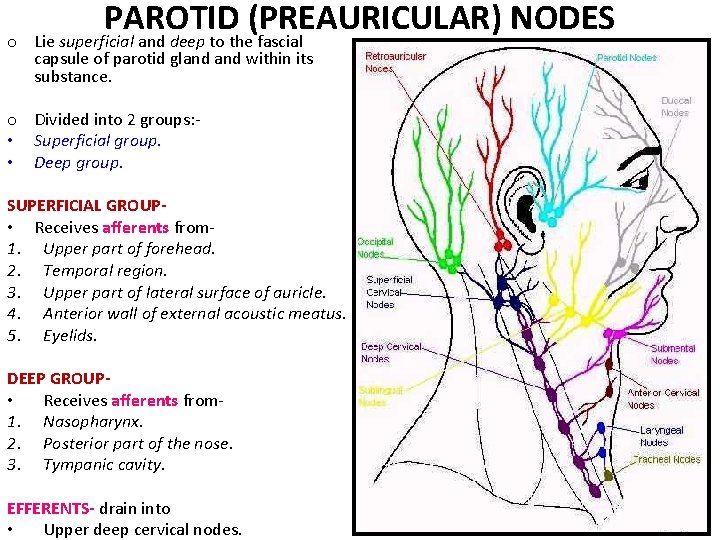 o PAROTID (PREAURICULAR) NODES Lie superficial and deep to the fascial capsule of parotid o PAROTID (PREAURICULAR) NODES Lie superficial and deep to the fascial capsule of parotid