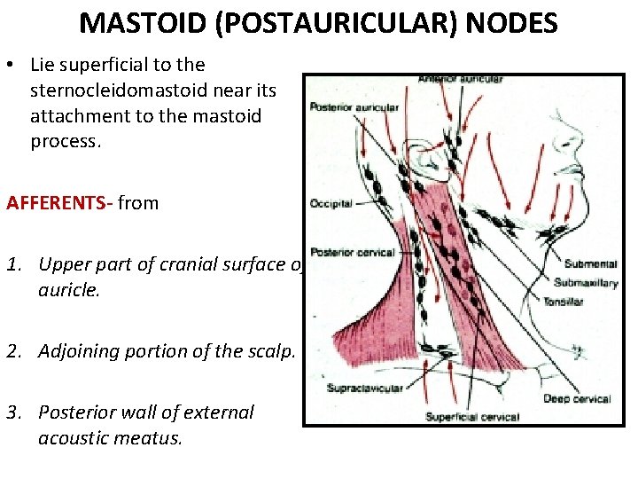 MASTOID (POSTAURICULAR) NODES • Lie superficial to the sternocleidomastoid near its attachment to the MASTOID (POSTAURICULAR) NODES • Lie superficial to the sternocleidomastoid near its attachment to the