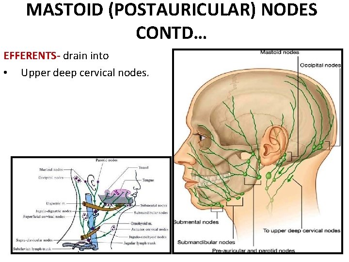MASTOID (POSTAURICULAR) NODES CONTD… EFFERENTS- drain into • Upper deep cervical nodes. MASTOID (POSTAURICULAR) NODES CONTD… EFFERENTS- drain into • Upper deep cervical nodes.
