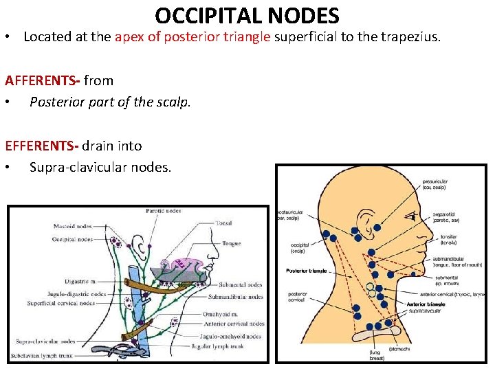 OCCIPITAL NODES • Located at the apex of posterior triangle superficial to the trapezius. OCCIPITAL NODES • Located at the apex of posterior triangle superficial to the trapezius.