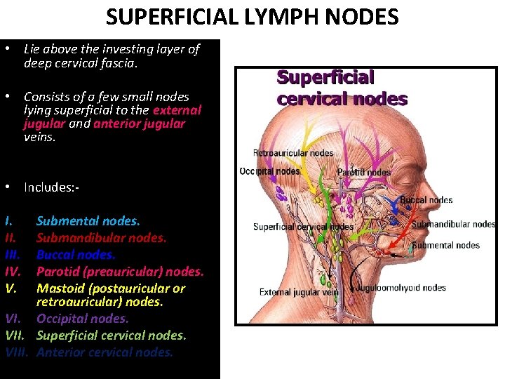 SUPERFICIAL LYMPH NODES • Lie above the investing layer of deep cervical fascia. • SUPERFICIAL LYMPH NODES • Lie above the investing layer of deep cervical fascia. •