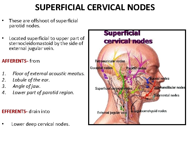 SUPERFICIAL CERVICAL NODES • These are offshoot of superficial parotid nodes. • Located superficial SUPERFICIAL CERVICAL NODES • These are offshoot of superficial parotid nodes. • Located superficial