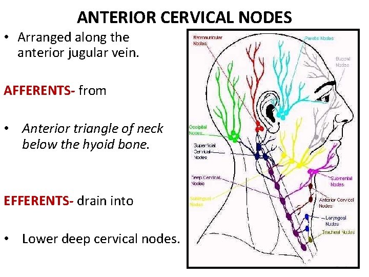 ANTERIOR CERVICAL NODES • Arranged along the anterior jugular vein. AFFERENTS- from • Anterior ANTERIOR CERVICAL NODES • Arranged along the anterior jugular vein. AFFERENTS- from • Anterior