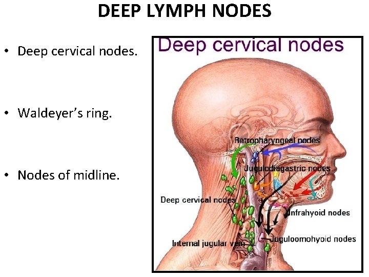 DEEP LYMPH NODES • Deep cervical nodes. • Waldeyer’s ring. • Nodes of midline. DEEP LYMPH NODES • Deep cervical nodes. • Waldeyer’s ring. • Nodes of midline.