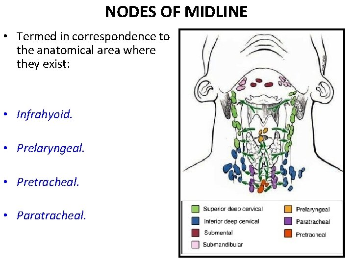 NODES OF MIDLINE • Termed in correspondence to the anatomical area where they exist: NODES OF MIDLINE • Termed in correspondence to the anatomical area where they exist: