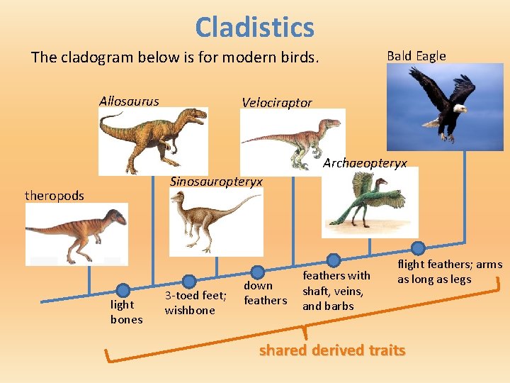 Cladistics The cladogram below is for modern birds. Allosaurus Bald Eagle Velociraptor Archaeopteryx Sinosauropteryx
