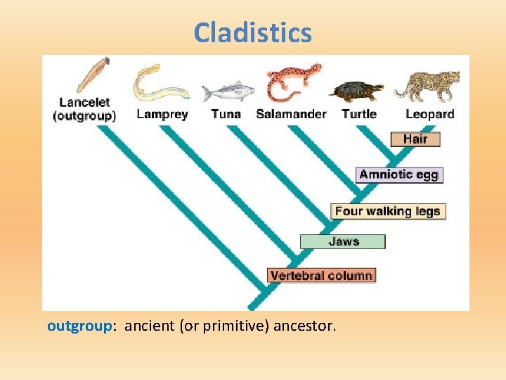 Cladistics outgroup: ancient (or primitive) ancestor. 