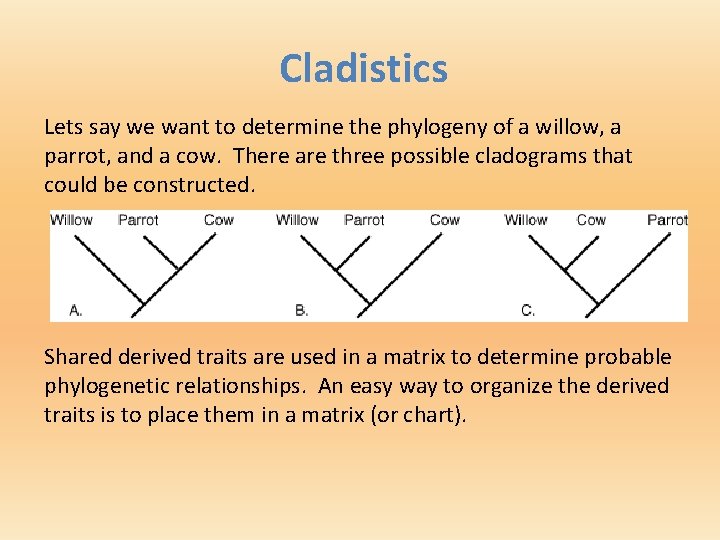 Cladistics Lets say we want to determine the phylogeny of a willow, a parrot,