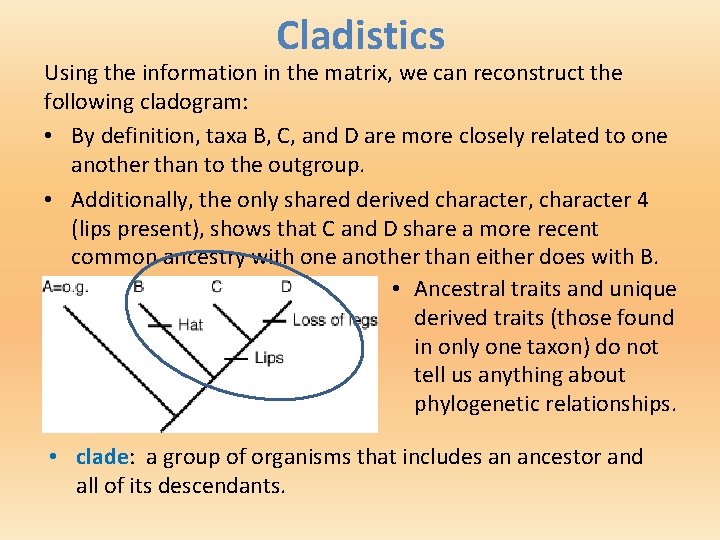 Cladistics Using the information in the matrix, we can reconstruct the following cladogram: •