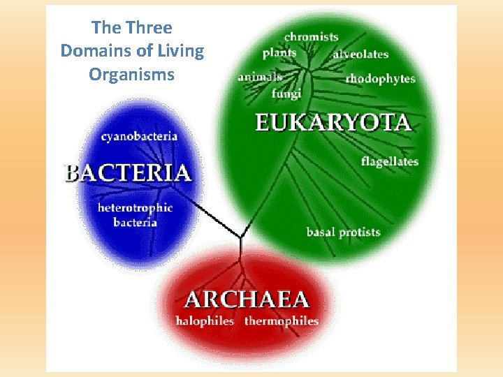 The Three Domains of Living Organisms 