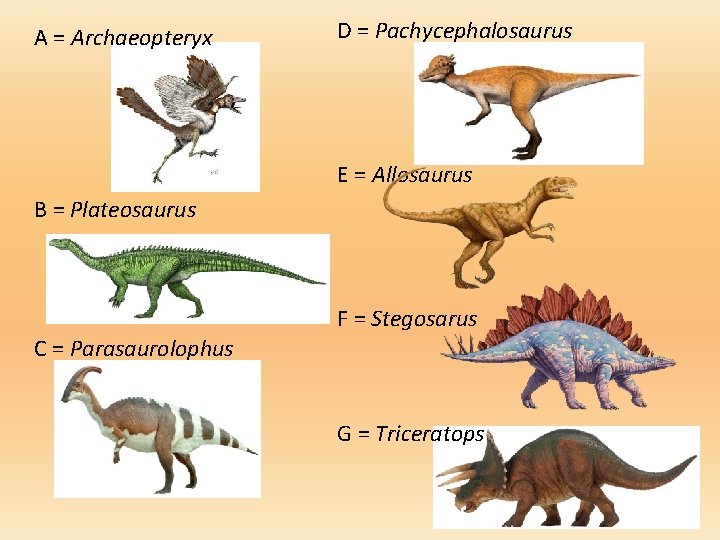 A = Archaeopteryx D = Pachycephalosaurus E = Allosaurus B = Plateosaurus F =