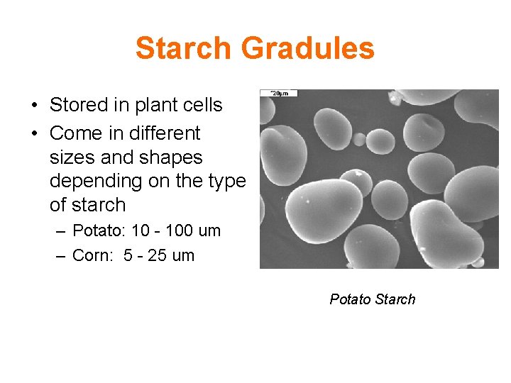 Starch Gradules • Stored in plant cells • Come in different sizes and shapes